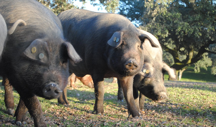 pig farming pollution